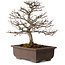 Carpinus coreana, 32 cm, ± 20 anni, con nebari di 8 cm