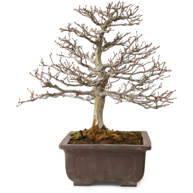 Carpinus coreana, 32 cm, ± 20 años, con un nebari de 8 cm