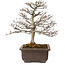 Carpinus coreana, 32 cm, ± 20 years old, with a nebari of 8 cm