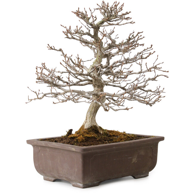 Carpinus coreana, 32 cm, ± 20 anni, con nebari di 8 cm