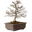 Carpinus coreana, 32 cm, ± 20 anni, con nebari di 8 cm