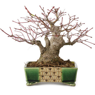 Satomi Mazan Acer palmatum, 17 cm, ± 25 years old
