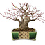 Acer palmatum, 17 cm, ± 25 anni, in un vaso giapponese fatto a mano da Satomi Mazan, con un nebari di 9 cm