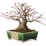 Acer palmatum, 17 cm, ± 25 ans, dans un pot japonais fait main par Satomi Mazan, avec un nebari de 9 cm