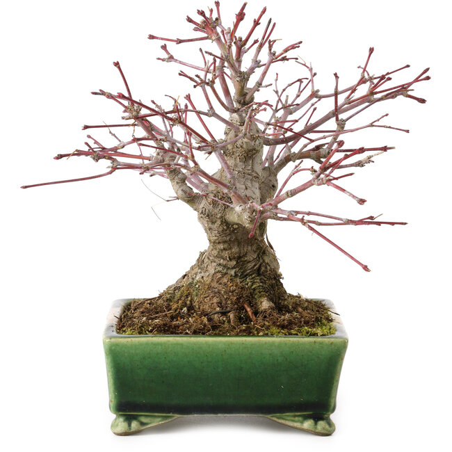 Acer palmatum, 17 cm, ± 25 años, en una maceta japonesa hecha a mano por Satomi Mazan, con un nebari de 9 cm.