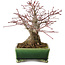 Acer palmatum, 17 cm, ± 25 años, en una maceta japonesa hecha a mano por Satomi Mazan, con un nebari de 9 cm.