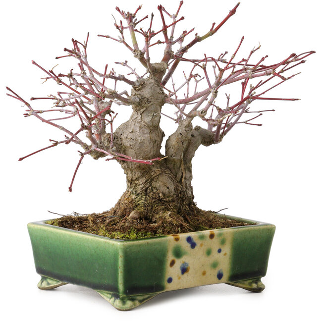 Acer palmatum, 17 cm, ± 25 years old, in a handmade Japanese pot by Satomi Mazan, with a nebari of 9 cm