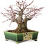 Acer palmatum, 17 cm, ± 25 years old, in a handmade Japanese pot by Satomi Mazan, with a nebari of 9 cm