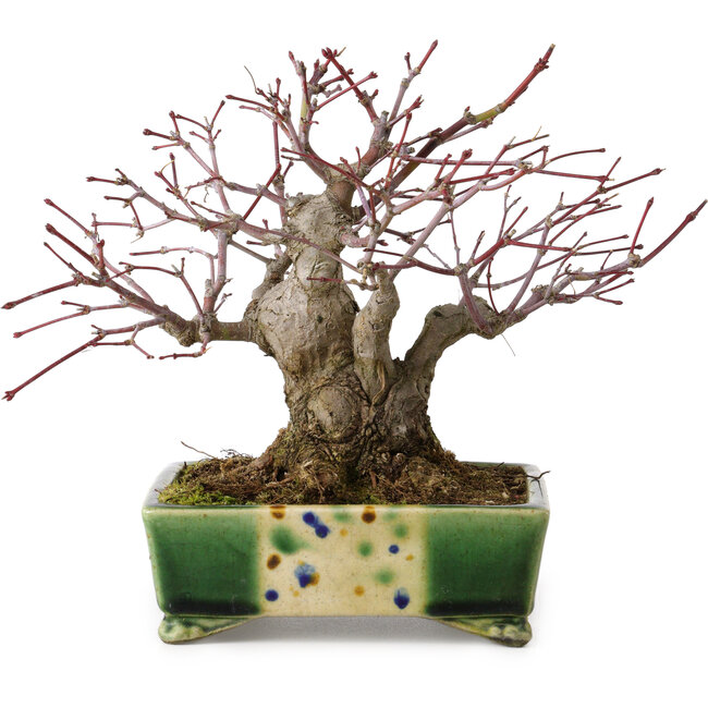 Acer palmatum, 17 cm, ca. 25 Jahre alt, in einem handgefertigten japanischen Topf von Satomi Mazan, mit einem Nebari von 9 cm