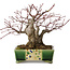 Acer palmatum, 17 cm, ca. 25 Jahre alt, in einem handgefertigten japanischen Topf von Satomi Mazan, mit einem Nebari von 9 cm