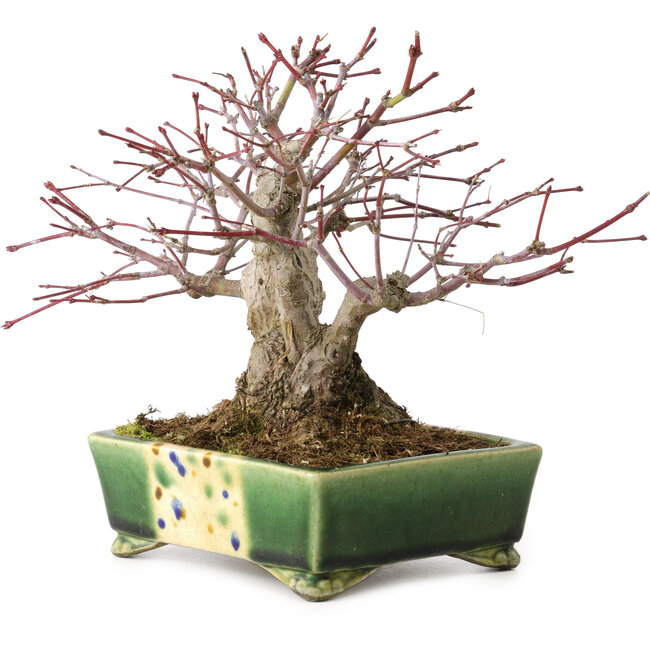 Acer palmatum, 17 cm, ± 25 años, en una maceta japonesa hecha a mano por Satomi Mazan, con un nebari de 9 cm.