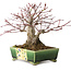 Acer palmatum, 17 cm, ± 25 años, en una maceta japonesa hecha a mano por Satomi Mazan, con un nebari de 9 cm.