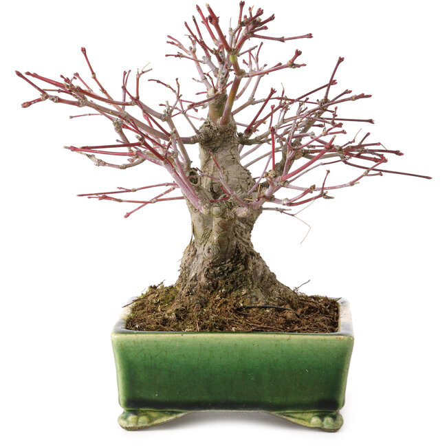 Acer palmatum, 17 cm, ca. 25 Jahre alt, in einem handgefertigten japanischen Topf von Satomi Mazan, mit einem Nebari von 9 cm