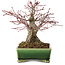 Acer palmatum, 17 cm, ± 25 jaar oud, in een handgemaakte Japanse pot van Satomi Mazan, met een nebari van 9 cm.
