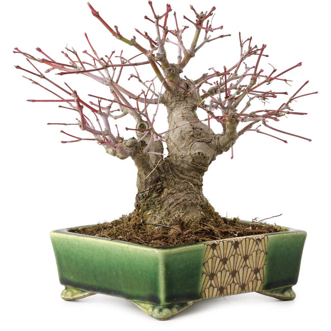Acer palmatum, 17 cm, ± 25 jaar oud, in een handgemaakte Japanse pot van Satomi Mazan, met een nebari van 9 cm.