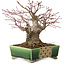 Acer palmatum, 17 cm, ± 25 jaar oud, in een handgemaakte Japanse pot van Satomi Mazan, met een nebari van 9 cm.
