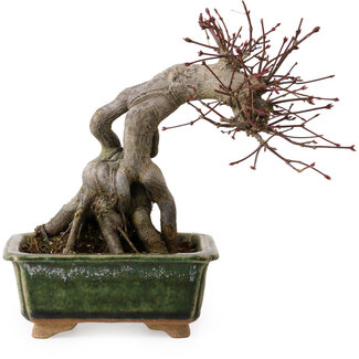 Acer palmatum, 17 cm, ± 15 Jahre alt