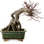 Acer palmatum, 17 cm, ± 15 ans, avec un nebari de 10 cm