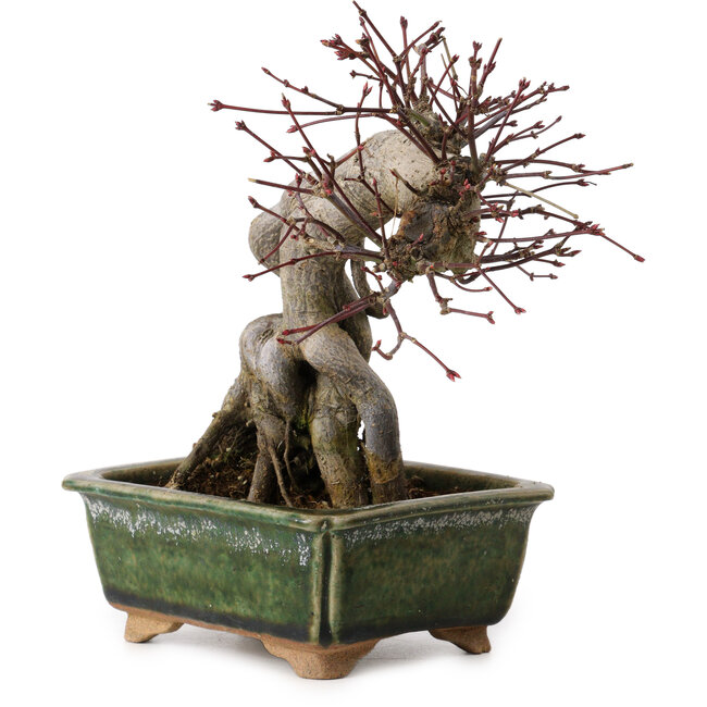 Acer palmatum, 17 cm, ± 15 ans, avec un nebari de 10 cm