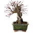 Acer palmatum, 17 cm, ± 15 anni, con nebari di 10 cm