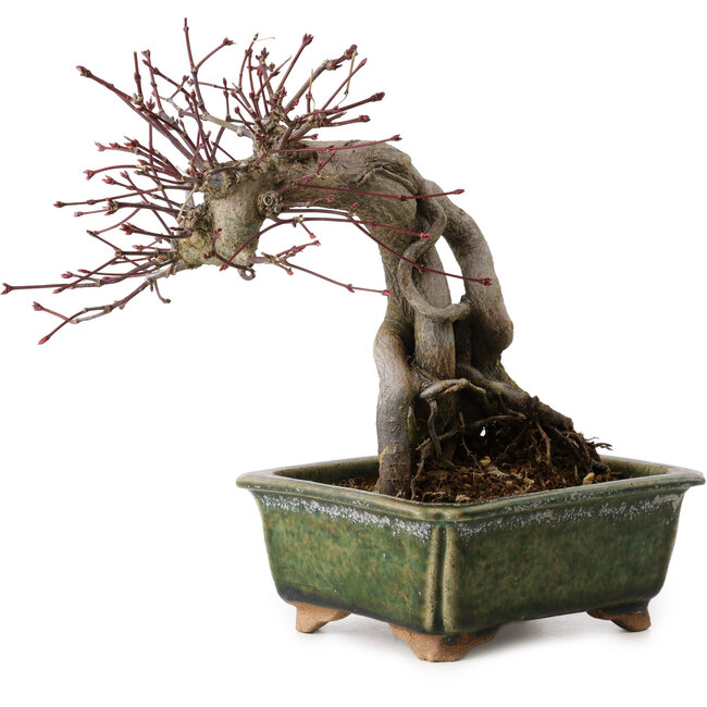 Acer palmatum, 17 cm, ± 15 Jahre alt, mit einem Wurzelhals von 10 cm