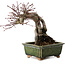 Acer palmatum, 17 cm, ± 15 años, con un nebari de 10 cm