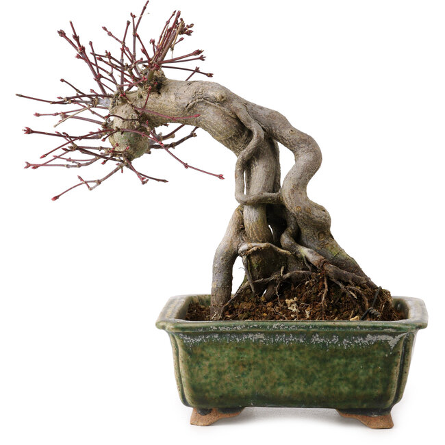Acer palmatum, 17 cm, ± 15 Jahre alt, mit einem Wurzelhals von 10 cm