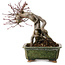 Acer palmatum, 17 cm, ± 15 Jahre alt, mit einem Wurzelhals von 10 cm