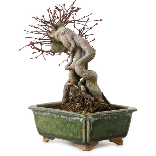 Acer palmatum, 17 cm, ± 15 years old, with a nebari of 10 cm