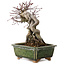 Acer palmatum, 17 cm, ± 15 Jahre alt, mit einem Wurzelhals von 10 cm