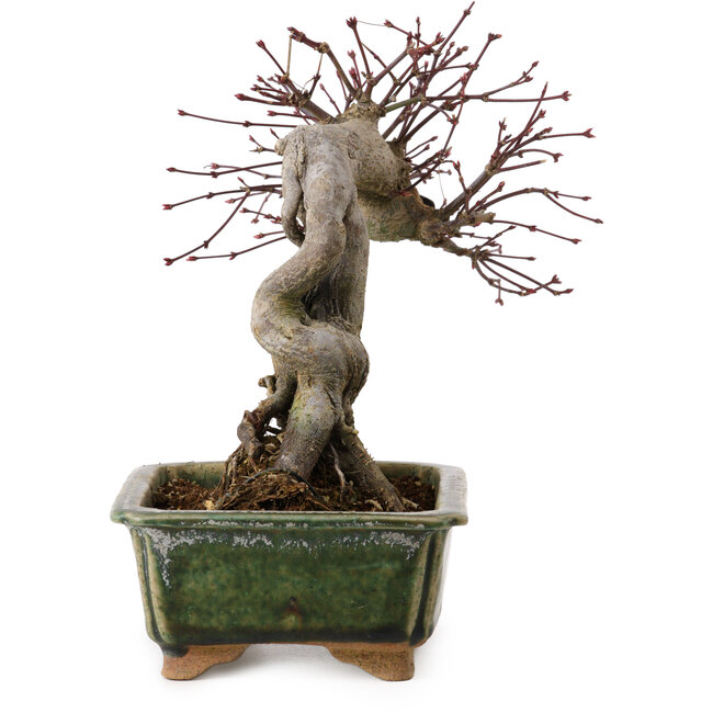 Acer palmatum, 17 cm, ± 15 ans, avec un nebari de 10 cm
