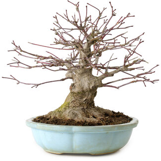 Acer palmatum, 21 cm, ± 25 years old