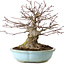 Acer palmatum, 21 cm, ± 25 ans, avec un nebari de 14 cm