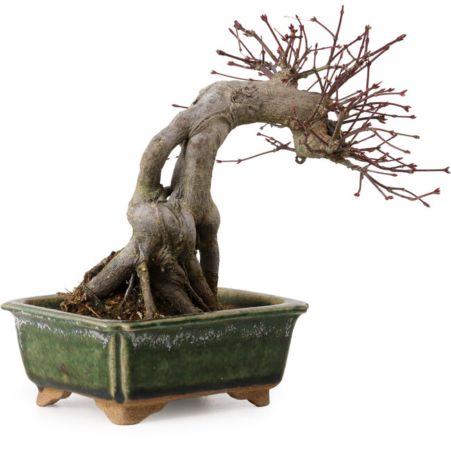 Acer palmatum, 17 cm, ± 15 anni, con nebari di 10 cm