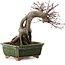 Acer palmatum, 17 cm, ± 15 anni, con nebari di 10 cm
