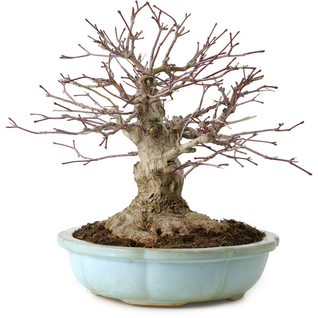 Acer palmatum, 21 cm, ± 25 años, con un nebari de 14 cm