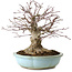 Acer palmatum, 21 cm, ± 25 years old, with a nebari of 14 cm