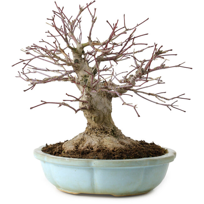 Acer palmatum, 21 cm, ± 25 Jahre alt, mit einem Wurzelhals von 14 cm