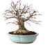 Acer palmatum, 21 cm, ± 25 years old, with a nebari of 14 cm
