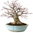 Acer palmatum, 21 cm, ± 25 years old, with a nebari of 14 cm