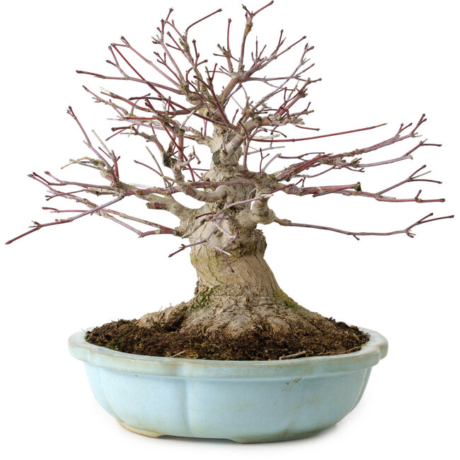 Acer palmatum, 21 cm, ± 25 anni, con nebari di 14 cm