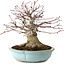 Acer palmatum, 21 cm, ± 25 years old, with a nebari of 14 cm