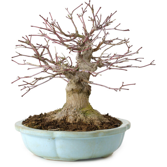 Acer palmatum, 21 cm, ± 25 anni, con nebari di 14 cm