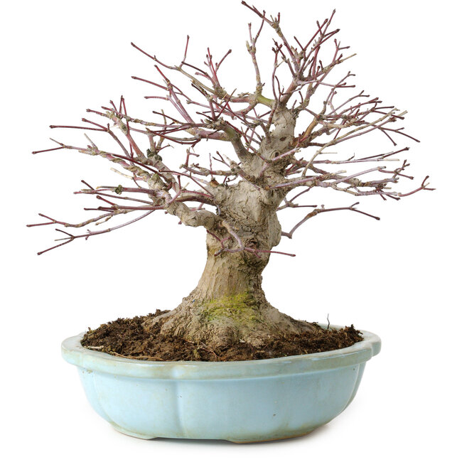 Acer palmatum, 21 cm, ± 25 Jahre alt, mit einem Wurzelhals von 14 cm