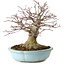 Acer palmatum, 21 cm, ± 25 years old, with a nebari of 14 cm