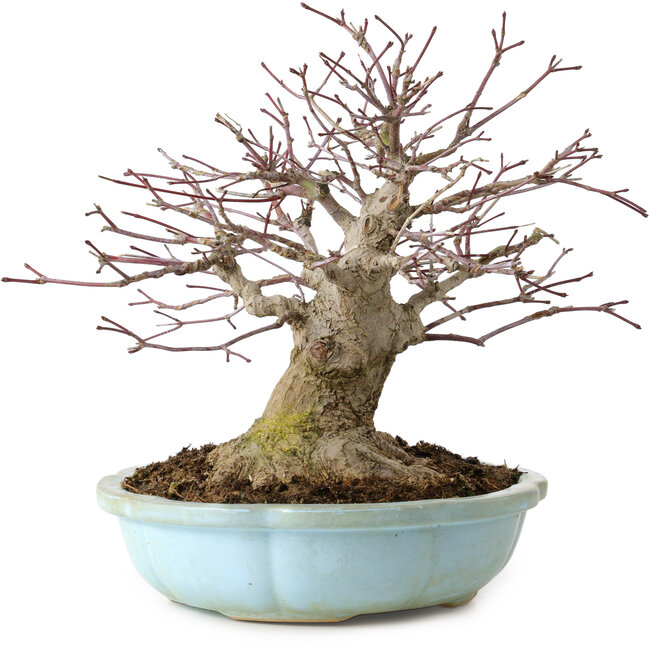 Acer palmatum, 21 cm, ± 25 anni, con nebari di 14 cm