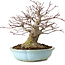 Acer palmatum, 21 cm, ± 25 anni, con nebari di 14 cm