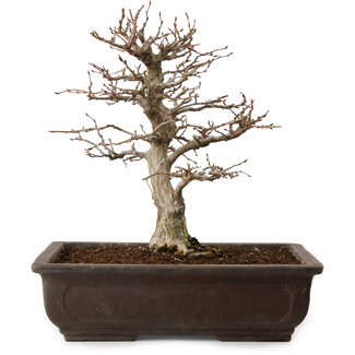 Carpinus coreana, 32 cm, ± 20 años de edad