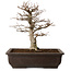 Carpinus coreana, 32 cm, ± 20 anni, con nebari di 8 cm