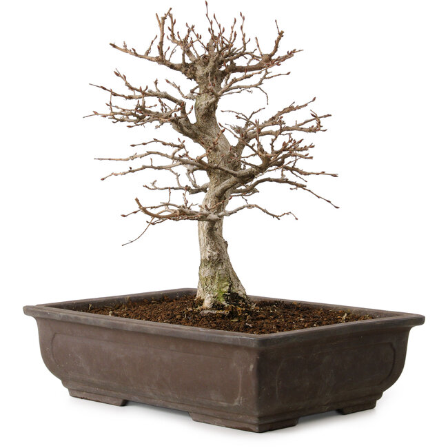 Carpinus coreana, 32 cm, ± 20 years old, with a nebari of 8 cm